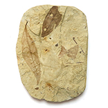 木の葉化石(Daphnogene)