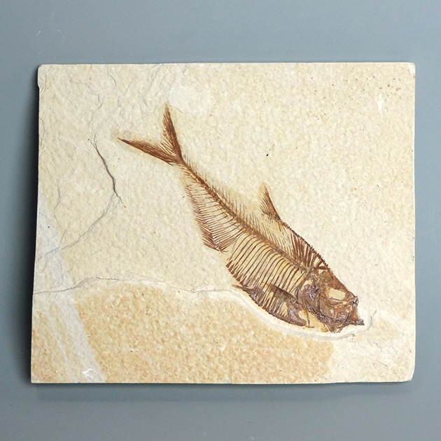 化石　魚