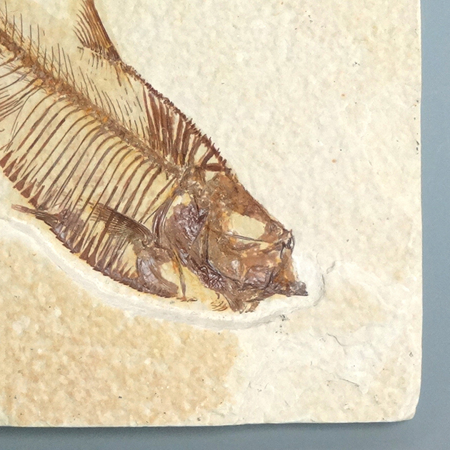 魚の化石（Diplomystus）｜化石販売・鉱物販売の東京サイエンス
