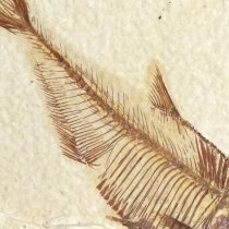 Diplomystus