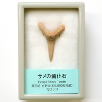 サメの歯化石・小