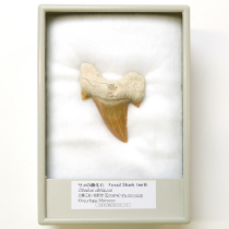 サメの歯化石 オトダス
