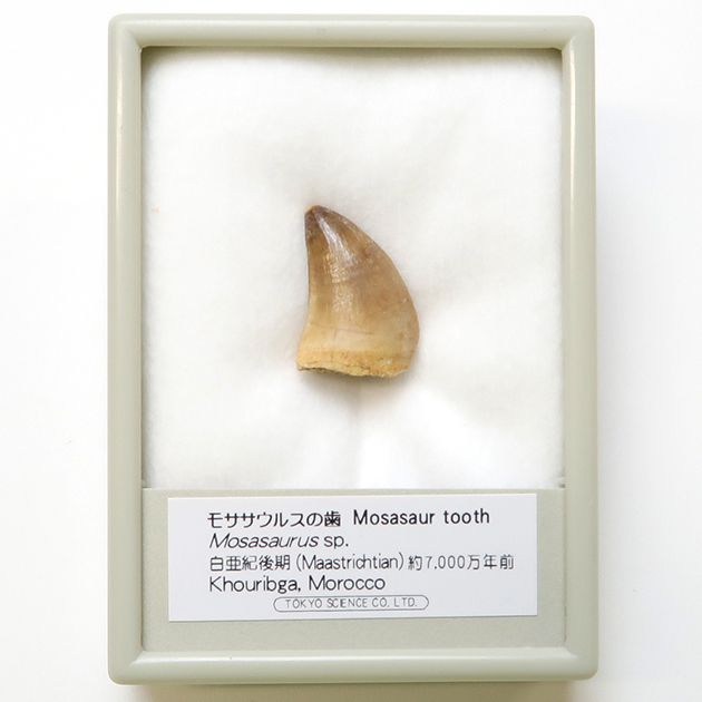 モササウルスの歯｜化石販売・鉱物販売の東京サイエンス