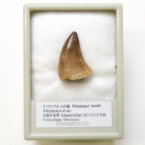 モササウルスの歯（￥2,700）