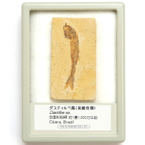 魚の化石 ダスティルベ属