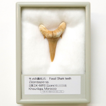サメの歯化石 オドンタスピス