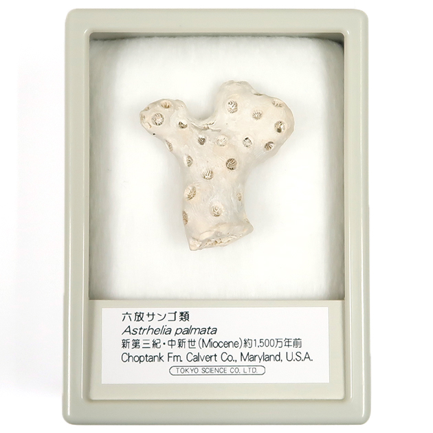 六放サンゴ類（アストヘリア）