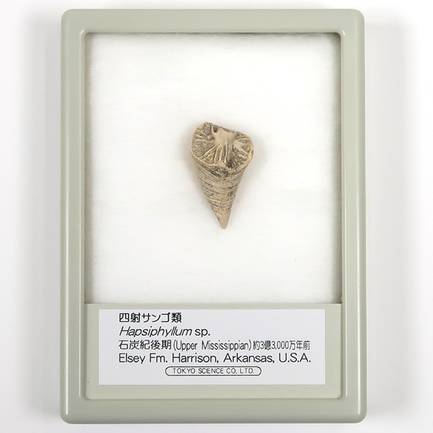 四射サンゴ類（ハプシフィルム）