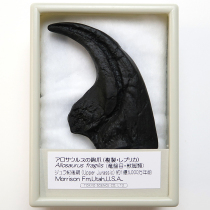 アロサウルスの鉤爪 （レプリカ）