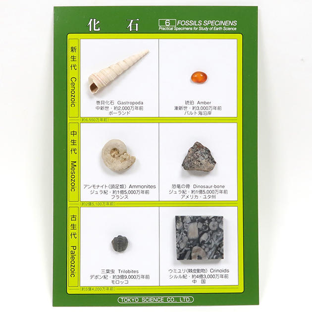 化石標本6種