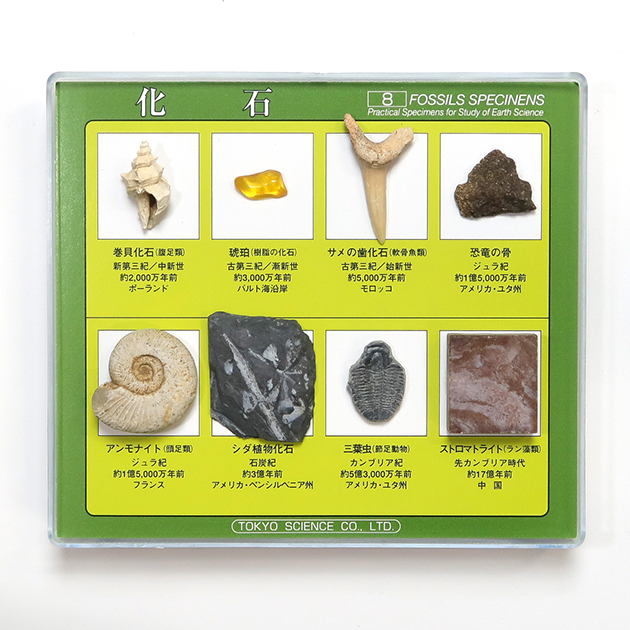 化石標本8種