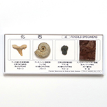 化石標本4種