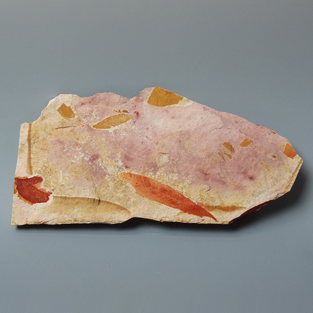 グロッソプテリス（Glossopteris)｜化石販売・鉱物販売の東京サイエンス