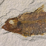魚の化石（グリーンリバー）