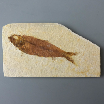魚の化石（ナイティア）