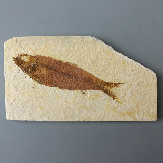 魚の化石