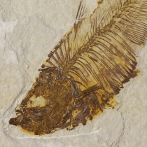 魚の化石（ディプロミスタス）