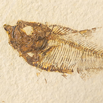 魚の化石（グリーンリバー）