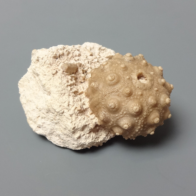 ウニの化石（Hemicidaris）｜化石販売・鉱物販売の東京サイエンス