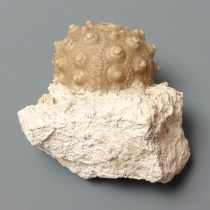 ウニの化石