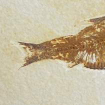 魚の化石（Knightia）
