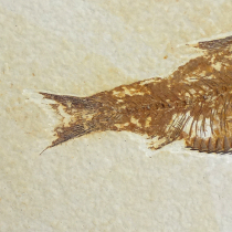 魚の化石（Knightia）
