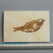 魚の化石（Knightia）