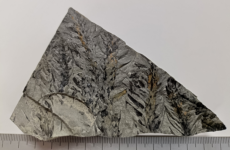 鱗木の穂先