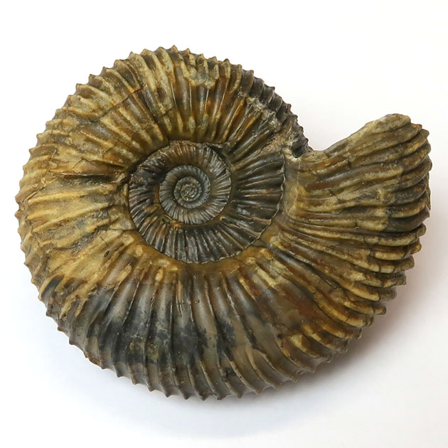 アンモナイト（Ammonite）｜化石販売・鉱物販売の東京サイエンス