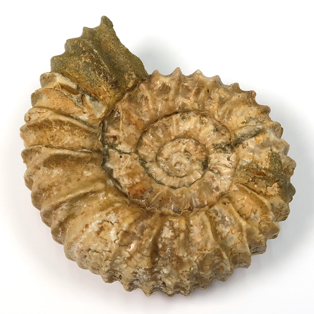 アンモナイト（Pavlovia）