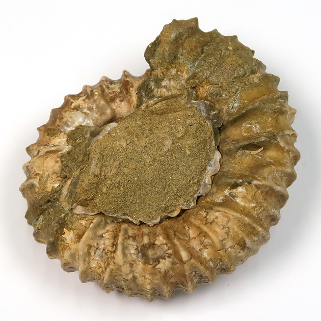 アンモナイト（Pavlovia）