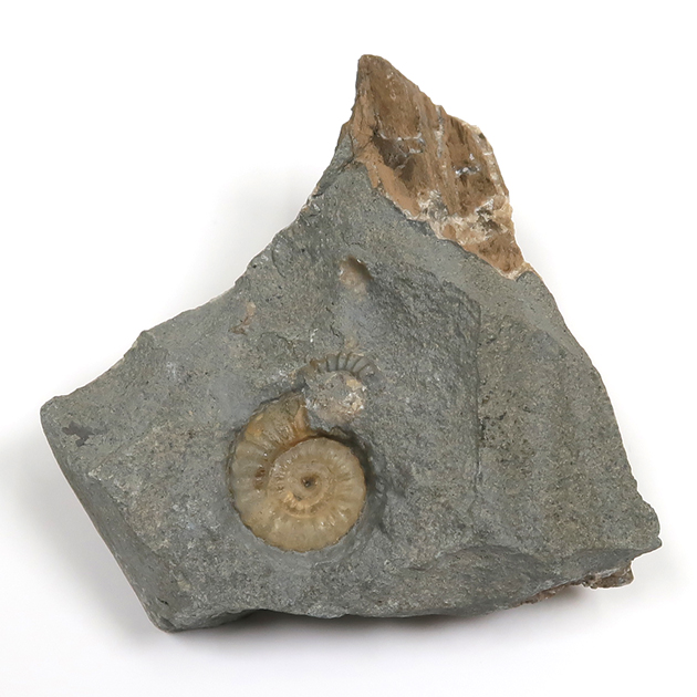 アンモナイト（Promicroceras）