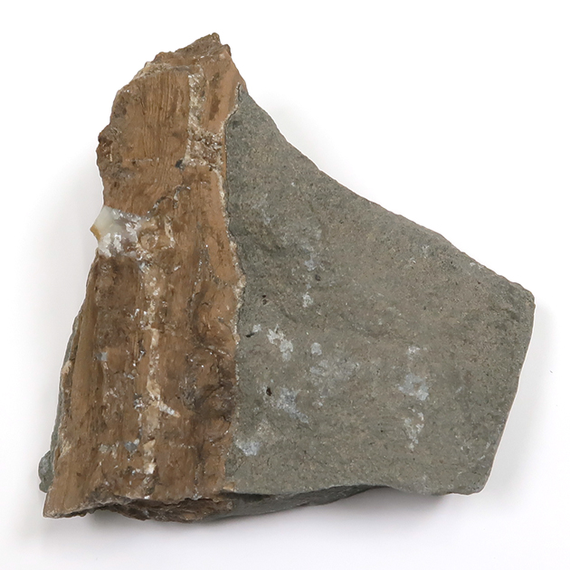 アンモナイト（Promicroceras）