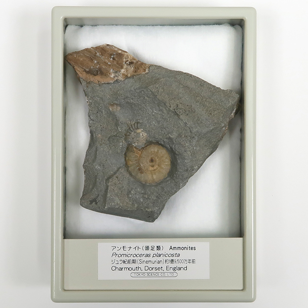 アンモナイト（Promicroceras）