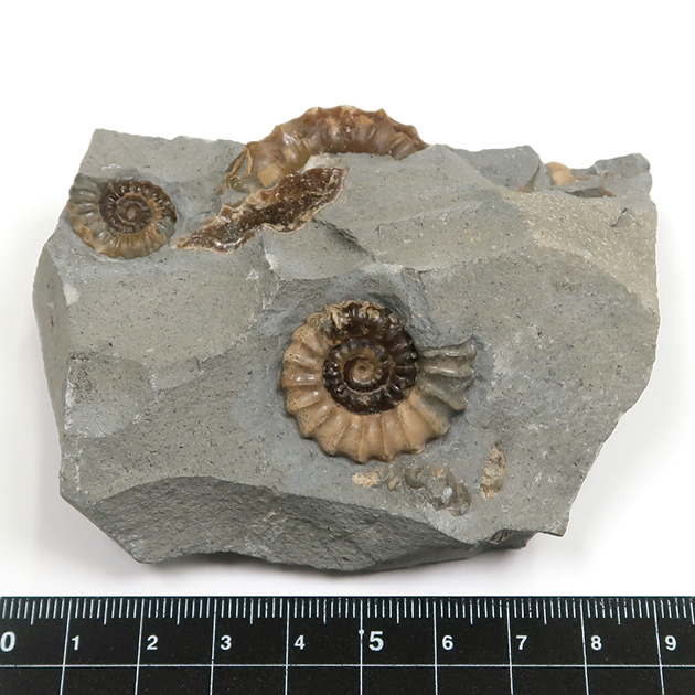 アンモナイト（Promicroceras）