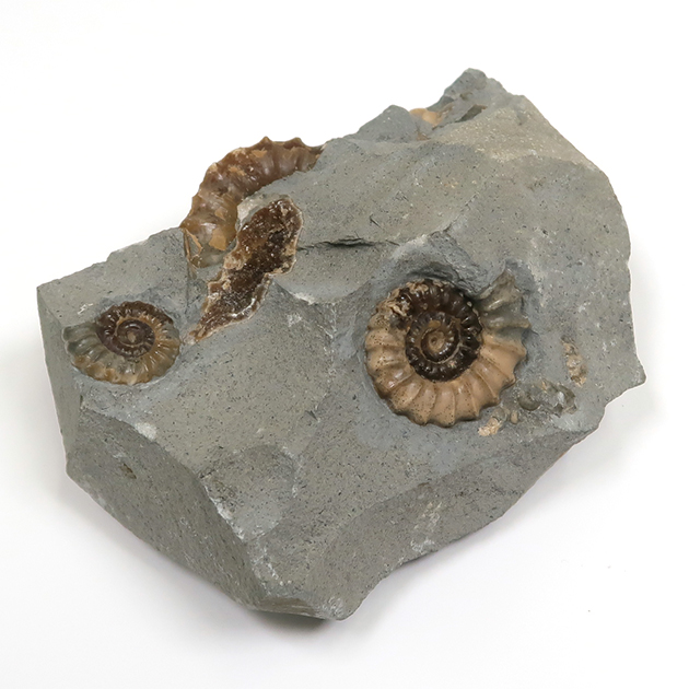 アンモナイト（Promicroceras）