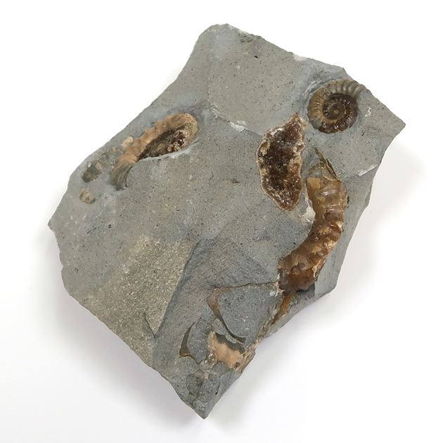 アンモナイト（Promicroceras）