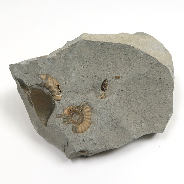 アンモナイト（Promicroceras）