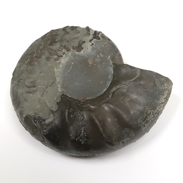 アンモナイト（Ceratites）