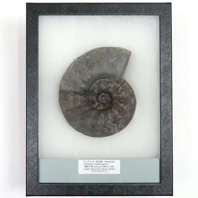 アンモナイト（Ceratites）
