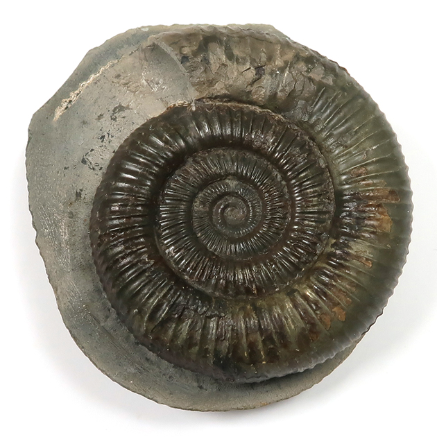 アンモナイト（Dactylioceras）