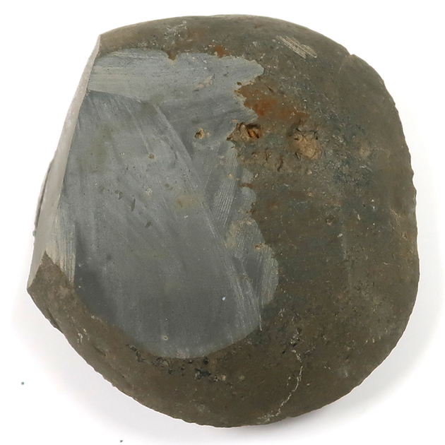 アンモナイト（Dactylioceras）