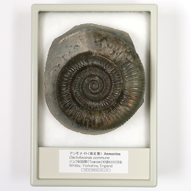 アンモナイト（Dactylioceras）
