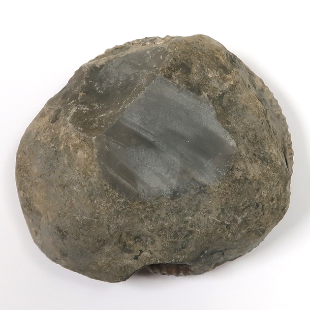 アンモナイト（Dactylioceras）