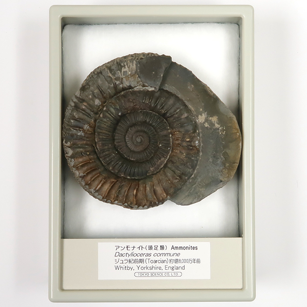 アンモナイト（Dactylioceras）