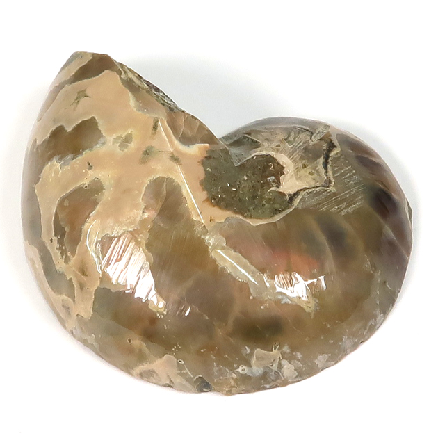 オウムガイの化石