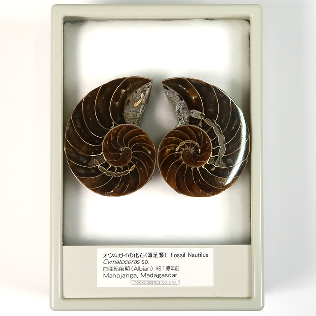 オウムガイの化石