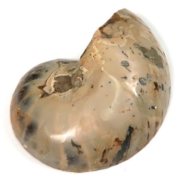 オウムガイの化石