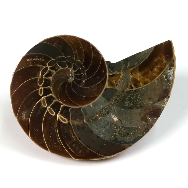 オウムガイの化石