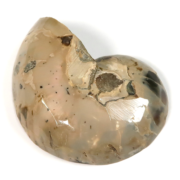 オウムガイの化石